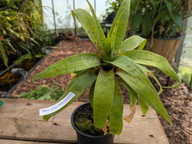 Goudaea ospinae - https://en.wikipedia.org/wiki/Goudaea