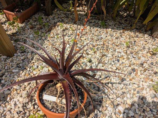 Dyckia niederleinii -