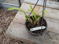 Brassia x rex - Brassia Rex is een orchid hybride door W.W.G.Moir in 1964. Kruizing tussen Brs. verrucosa x Brs. gireoudiana