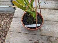 Bulbophyllum apodum - (azie) Yunnan Province of China, the eastern Himalayas, Thailand, Malaysia, Vietnam, Java, Sumatra, Borneo, Sulawesi and the Philippines
to 2000m