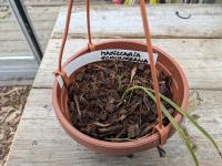 Maxillaria schunkeana - (amerika) Espirito Santo staat van Brazilië in het Atlantische regenwoud aan de kust op een hoogte tot 700 m