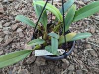 Bulbophyllum eberhardtii - (azie) Myanmar, Thailand, Vietnam zuid China 1500m