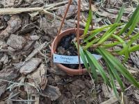Ceratostylis retisquama (rubra) - (azie) Philippines at elevations 500m