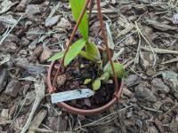 Oncidium planilabre - (amerika) Nicaragua, Panama and western Ecuador in tropical dry and moist forests tot 2500m