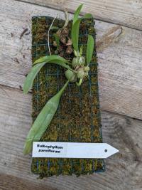 Bulbophyllum parvi florum - (azie) Cambodia, China South-Central, East Himalaya, Laos, Myanmar, Thailand, Vietnam