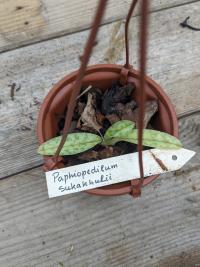 Paphiopedilum sukhakulii - (azie) Hoogte: 250-1000 m Ecologie: bosbodem, vaak in de buurt van beekjes Temperatuur bereik: 17-25°C Licht: licht tot matige schaduw Medium: zanderig humusrijke leem vermengd met Bladafval