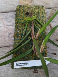 Ceratostylis retisquama - (azie) Philippines