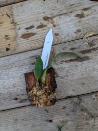 Maxillaria grandimentum - (amerika) Colombia, Ecuador en Peru op
een hoogte van 800 tot 2400
meter