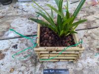 Maxillaria boliviense - (amerika) Bolivia in natte tropische bossen op steile hellingen op een hoogte van ongeveer 700 meter RIP