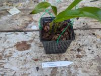 Maxillaria shepheardii - (amerika) Panama, Colombia en Ecuador in mangrovemoerassen en oerbossen als een miniatuur, warm tot warm groeiende epifyt op een hoogte van 100 tot 1000 meter RIP