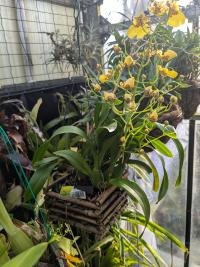 Oncidium honeybee - Oncidium Honey Bee is een orchidee hybrid van D.Neuendorff in 1995. Kruising tussen of Gmk. Memoria Harold Starkey x Zel. onusta.
