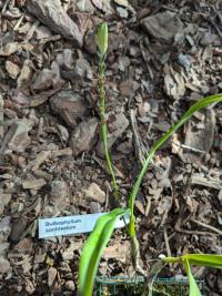Bulbophyllum cochleatum - Africa Burundi, Cameroon, Equatorial Guinea, Gabon, Guinea, Gulf of Guinea Is., Ivory Coast, Kenya, Liberia, Malawi, Nigeria, Rwanda, Sierra Leone, Sudan, Tanzania, Uganda, Zambia, Zaïre