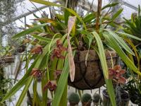 Cymbidium devonianum Paxton - (azie) Assam India, oostelijke Himalaya, Nepal, Bhutan, Myanmar, Thailand en Vietnam op hoogtes van 1000 tot 2000 meter op blootgestelde locaties op bomen of mossige rotsen in hoogland bergachtige nevelwouden als een middelgrote, koel groeiende epifyt of lithofyt