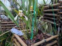 Maxillaria picta - (amerika) Brazilië en Argentinië als middelgrote, warm tot koel groeiende epifyt en af en toe lithofyt