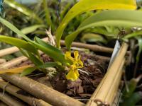 Oncidium uniflorum - (amerika) Zuid-Brazilië in koele, vochtige bergen op een hoogte van 100 tot 1200 meter