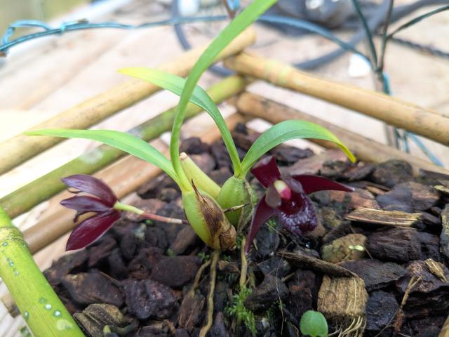 Maxillaria schunkeana - (amerika) Espirito Santo staat van Brazilië in het Atlantische regenwoud aan de kust op een hoogte tot 700 m
