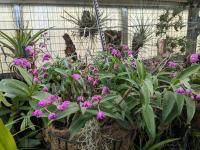 Dendrobium kingianum - Australie