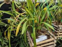 Maxillaria variablis - (amerika) Mexico Guatemala,
Belize, El Salvador, Honduras,
Nicaragua, Costa Rica, Panama,
Colombia and Ecuador
500-2500m