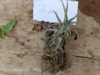 Tillandsia zecheri -