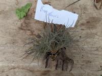 Tillandsia bandensis -