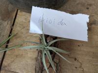 Tillandsia ixioides -