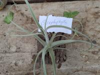 Tillandsia streptophylla -