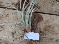 Tillandsia chiapensis -