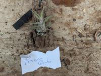 Tillandsia pruinosa -