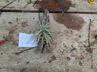 Tillandsia latifolia -