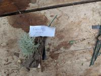 Tillandsia paleacea -