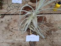 Tillandsia straminea -