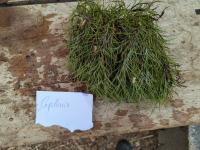 Tillandsia capillaris -