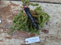 Tillandsia tricholepis -