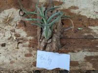T. baileyi -