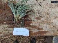 Tillandsia vicentina -