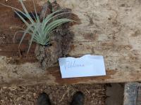 Tillandsia pohliana -