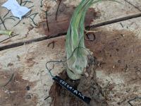 Tillandsia seleriana -