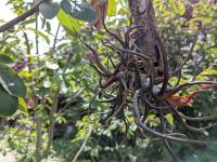 Tillandsia bulbosa -