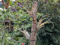 Tillandsia flexuosa -