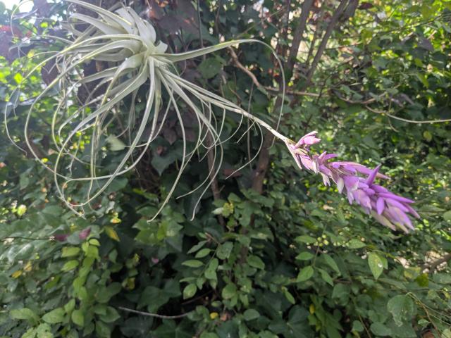 Tillandsia straminea -